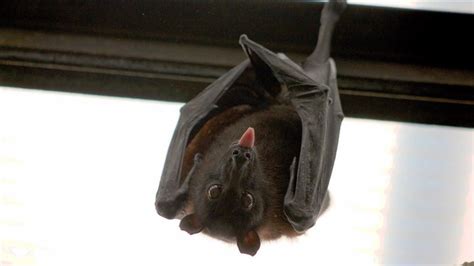 蝙蝠跑進家裡怎麼辦 容易吵架風水